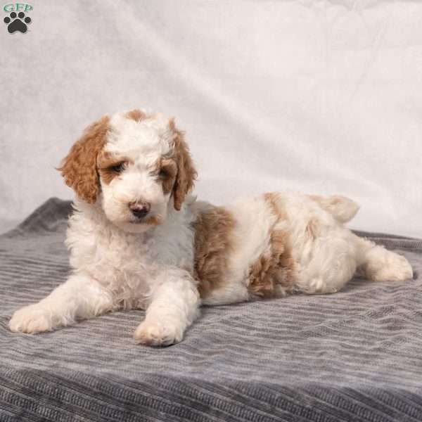 Buzz, Miniature Poodle Puppy