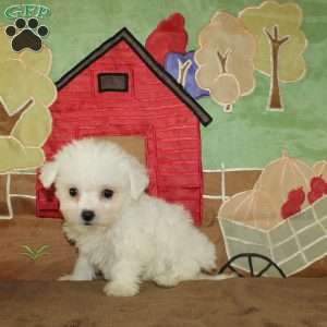 Wilma, Bichon Frise Puppy