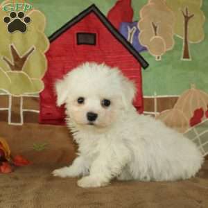 Wonder, Bichon Frise Puppy