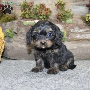 Charleen, Cavapoo Puppy