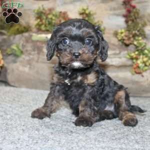 Calvin, Cavapoo Puppy