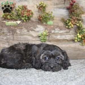 Cathy, Cavapoo Puppy