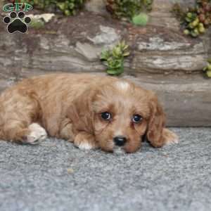 Crystal, Cavapoo Puppy