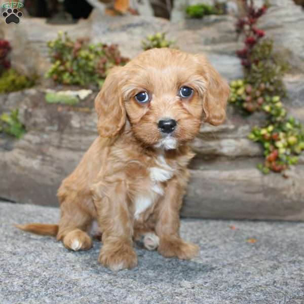 Cindy, Cavapoo Puppy