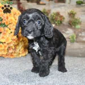 Colton, Cavapoo Puppy