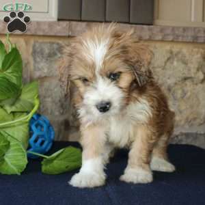 Samson, Mini Labradoodle Puppy