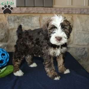 Scotty, Mini Labradoodle Puppy