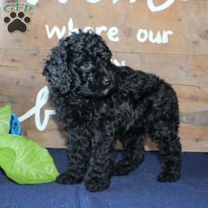 Kathy, Mini Labradoodle Puppy