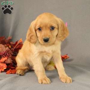 Sage, Miniature Golden Retriever Puppy