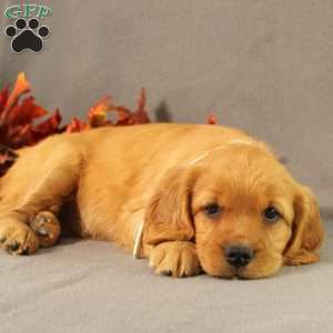 Sonya, Miniature Golden Retriever Puppy