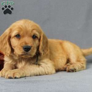 Shane, Miniature Golden Retriever Puppy