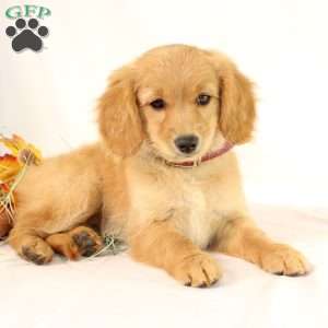 Miniature Golden Retriever Puppies for Sale Greenfield Puppies