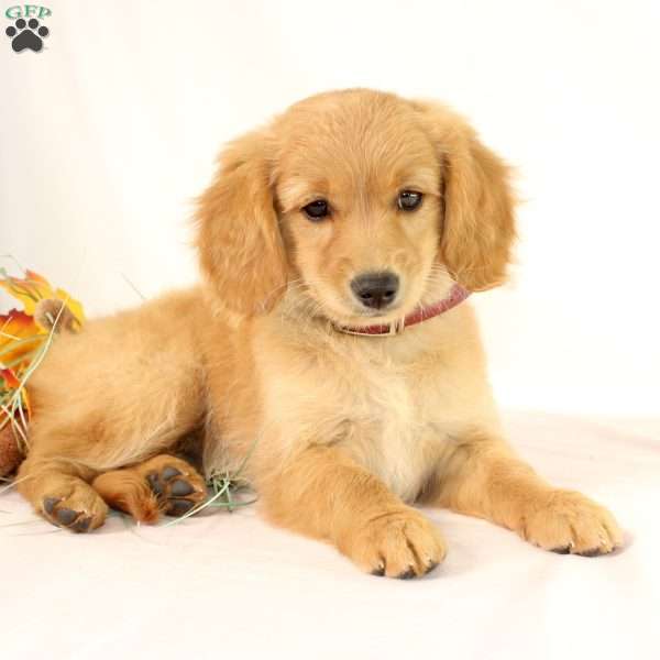 Apricot, Miniature Golden Retriever Puppy