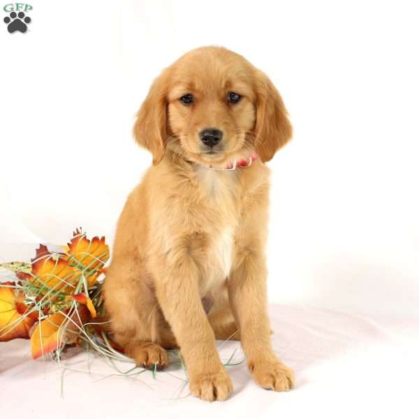 Applebud, Miniature Golden Retriever Puppy