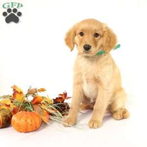 Albert, Miniature Golden Retriever Puppy