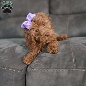 Hazel Noel, Cockapoo Puppy