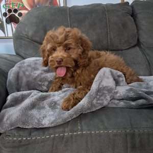 Hazel Noel, Cockapoo Puppy