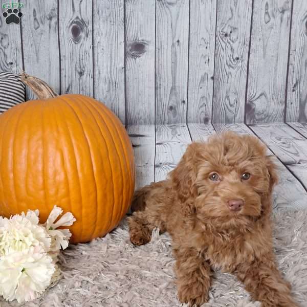 Hazel Noel, Cockapoo Puppy