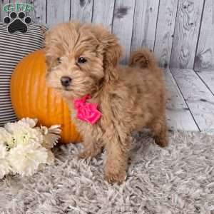 Jasmine, Cockapoo Puppy