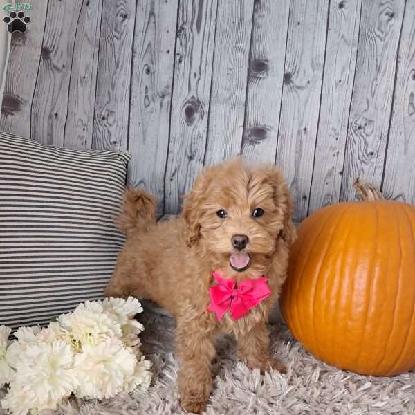 Jasmine, Cockapoo Puppy