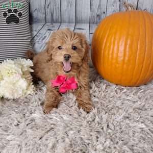 Jasmine, Cockapoo Puppy