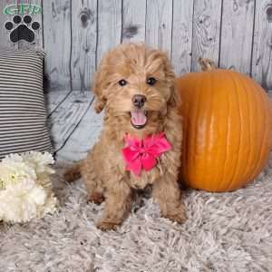 Jasmine, Cockapoo Puppy