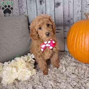 Buttercup, Cockapoo Puppy