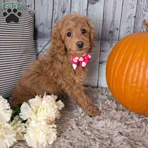 Buttercup, Cockapoo Puppy