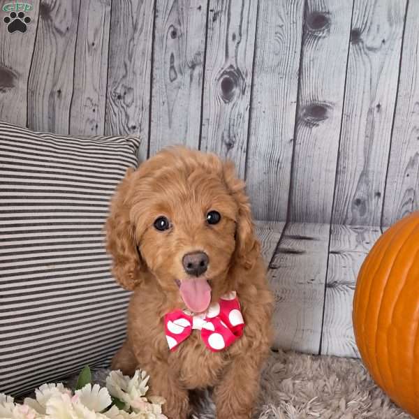 Buttercup, Cockapoo Puppy