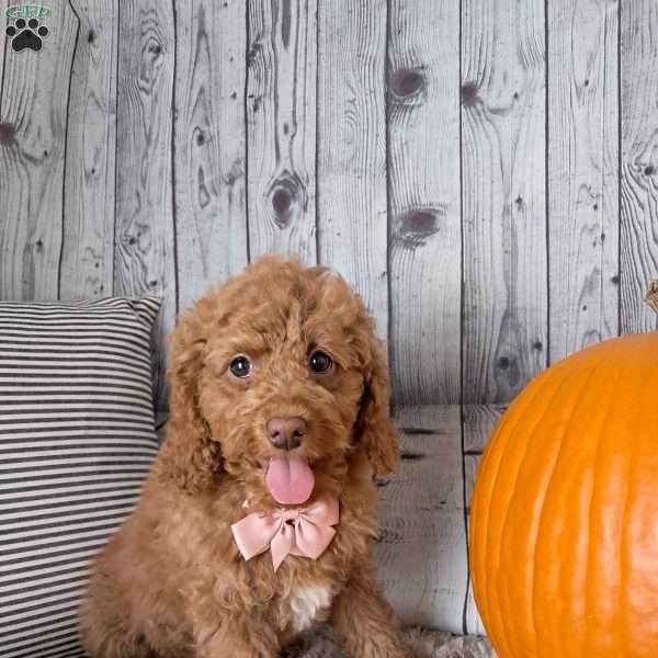 Lacy, Cockapoo Puppy