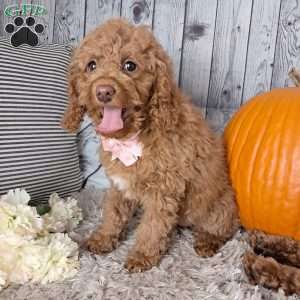 Lacy, Cockapoo Puppy