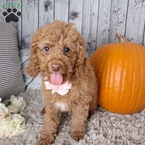 Lacy, Cockapoo Puppy