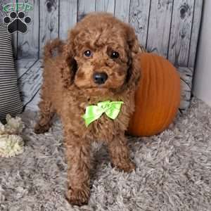 Watson, Cockapoo Puppy