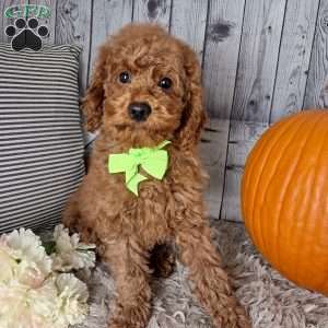 Watson, Cockapoo Puppy