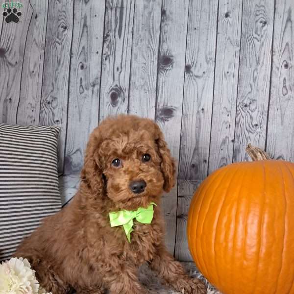 Watson, Cockapoo Puppy