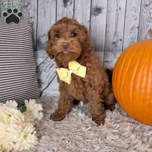 Ariel, Cockapoo Puppy