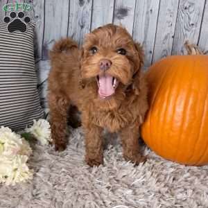 Ariel, Cockapoo Puppy