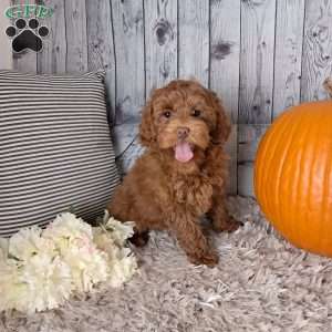 Ariel, Cockapoo Puppy