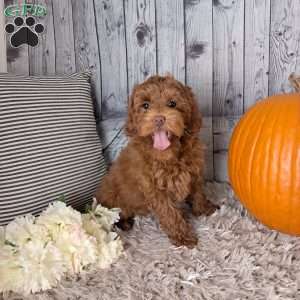 Ariel, Cockapoo Puppy