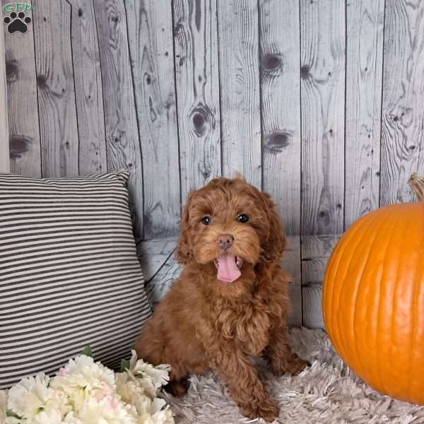 Ariel, Cockapoo Puppy