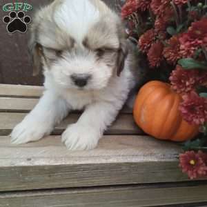 Rocky, Shih-Poo Puppy