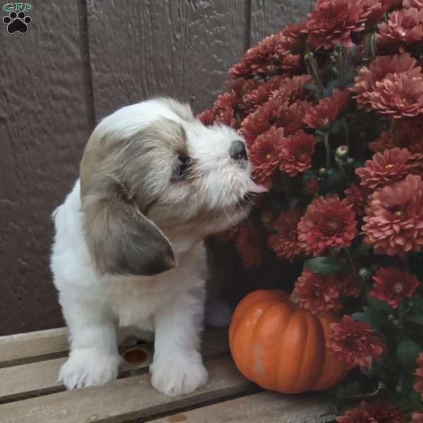 Rocky, Shih-Poo Puppy