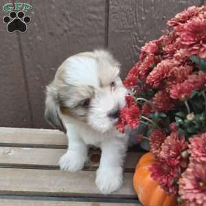 Rocky, Shih-Poo Puppy