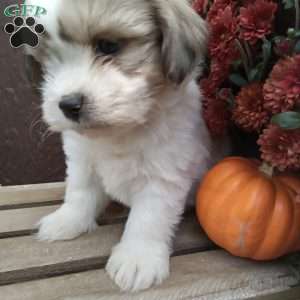 Rocky, Shih-Poo Puppy