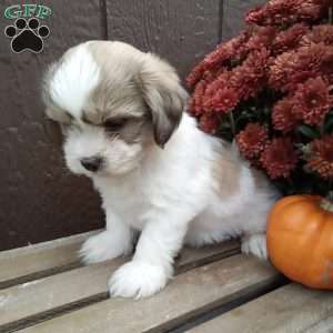 Rocky, Shih-Poo Puppy