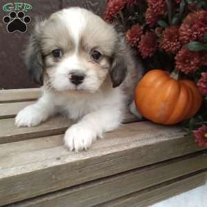 Rusty, Shih-Poo Puppy