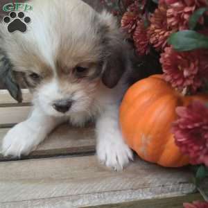 Rusty, Shih-Poo Puppy