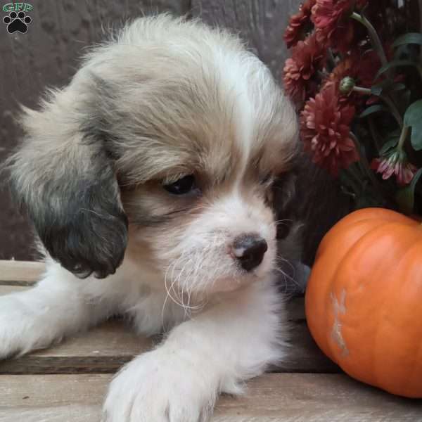 Rusty, Shih-Poo Puppy