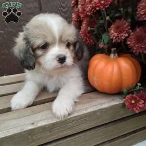 Rusty, Shih-Poo Puppy