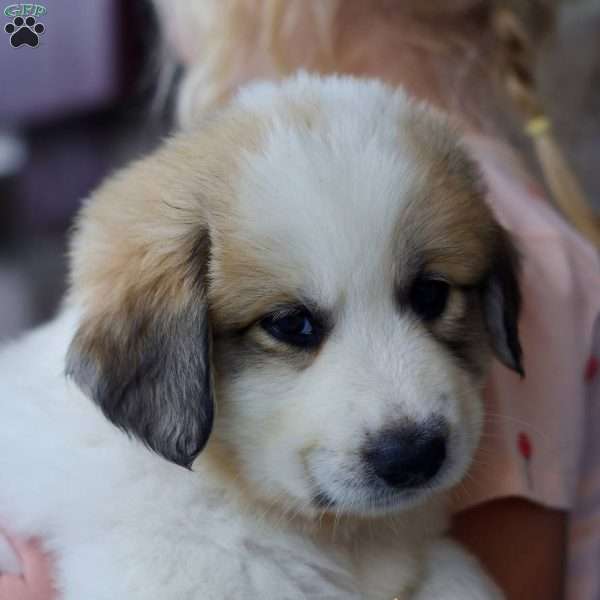 Layla, Great Pyrenees Puppy